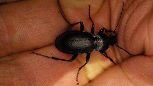 Réf. 274 950 : Carabus violaceus